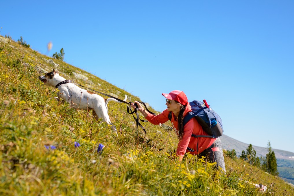 Frau beim Mantrailing in den Bergen