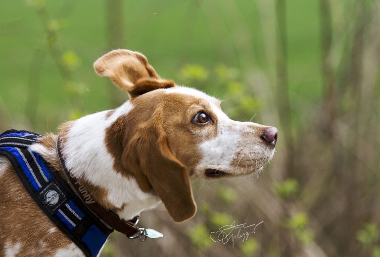 Mantrailing mit Funny, dem Beaglemix