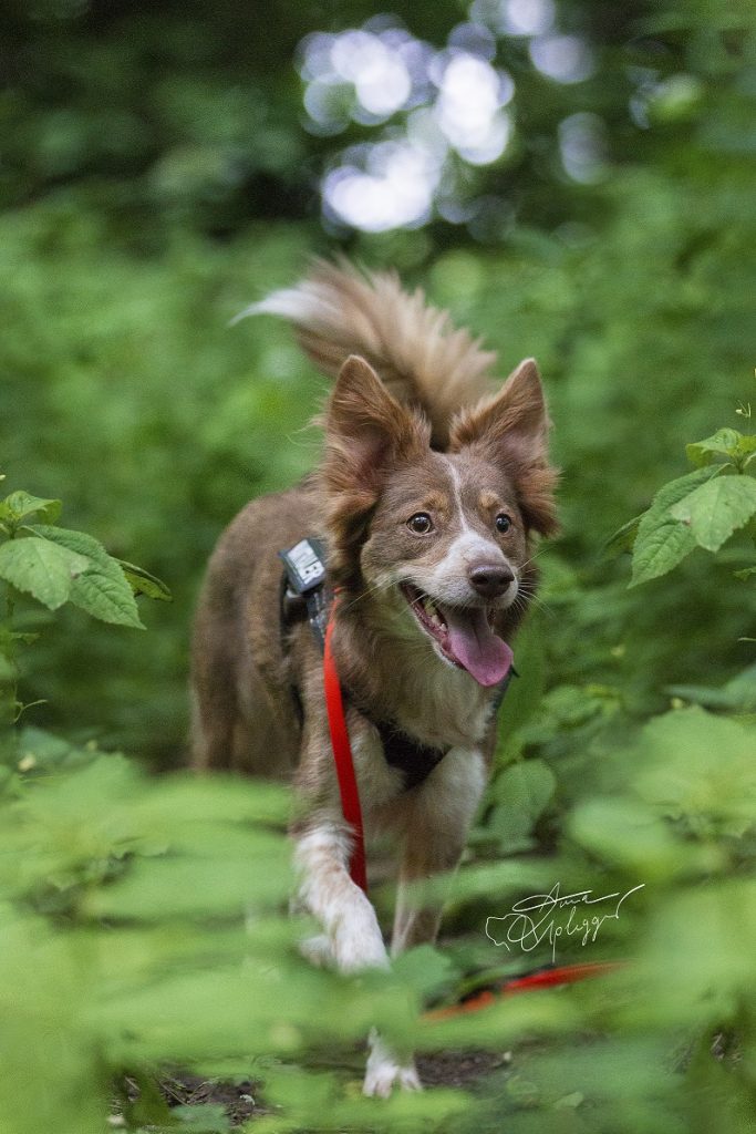 Hund Maya spielt im Wald