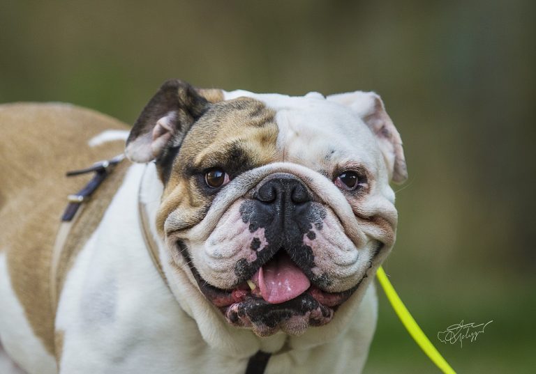 Rubeus, Bulldogge, Hund von Silke