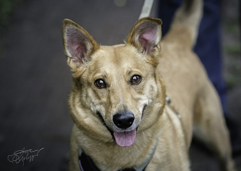 Saba, ein glücklicher Hund