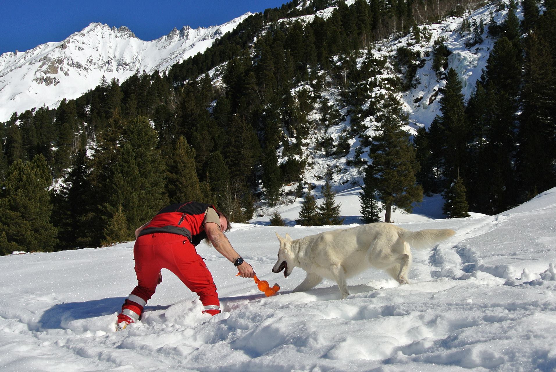 Rettungshund sucht nach Verletzten im Schnee Rettungshund sucht nach Verletzten im Schnee