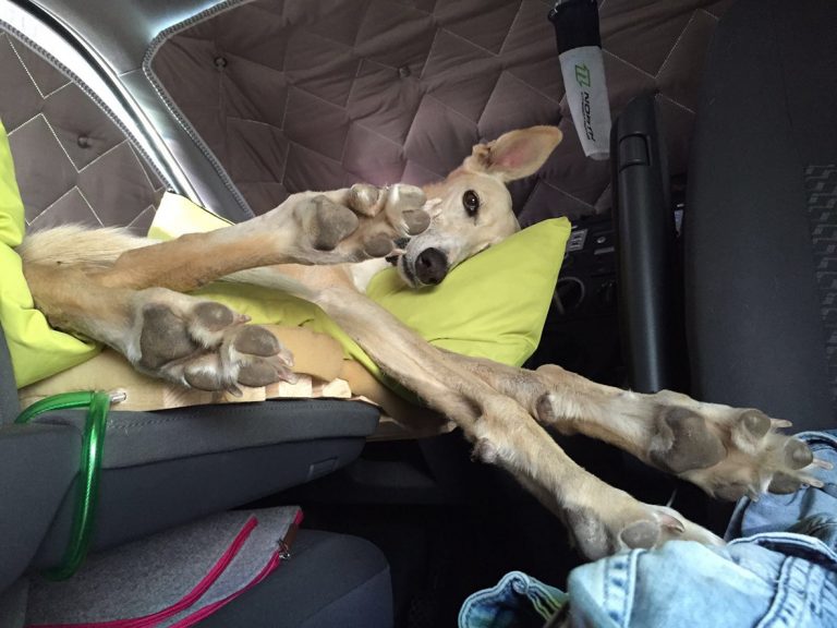 Urlaub mit Hund im Camper, Entspannung für Mensch und Tier Galga Kaya gönnt sich eine Pause im Urlaub