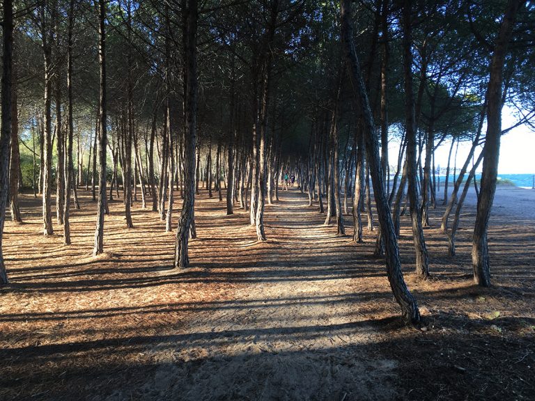 Spaziergang im Pinienwald auf Sardinien Spaziergang mit Hund im Pinienwald auf Sardinien