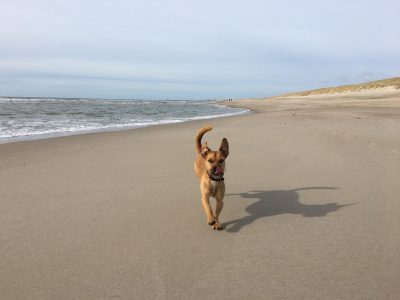 Reisebericht Hvide Sande Dänemark