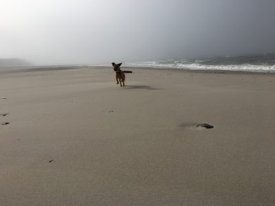 Freude über den Urlaub am Strand in Dänemark auch beim Hund