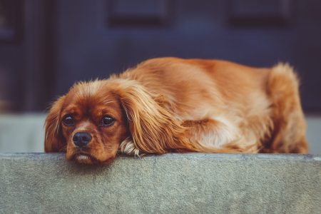 Ältere Hunde haben beim Reisen oft besondere Bedürfnisse
