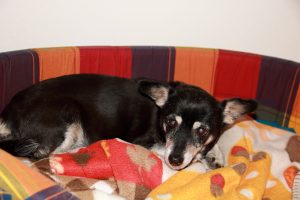Die 17 Jahre alte Grauschnauzerhündin Bella entspannt sich im Urlaub im Körbchen