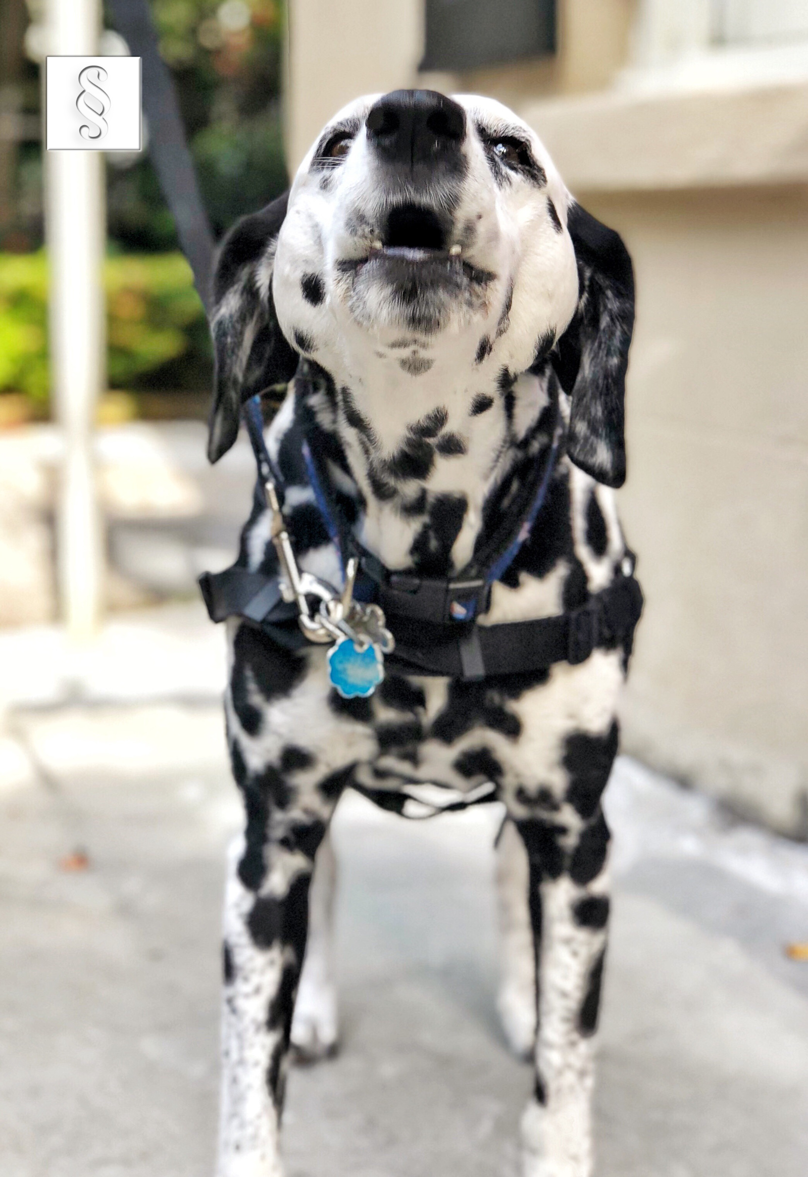 Hundegebell Larmstorung Vawidoo