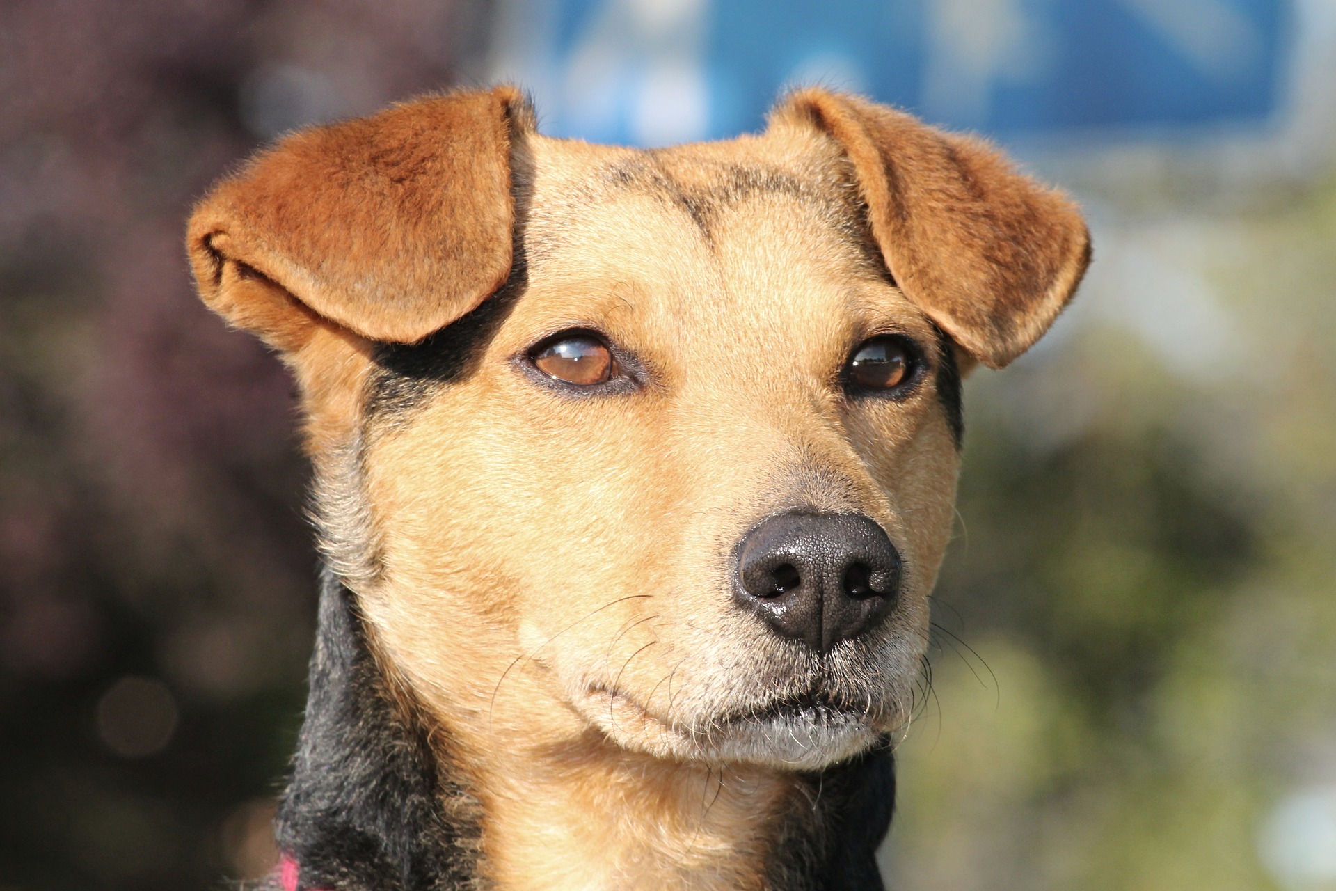 Jeder Hund kann Krebs bekommen