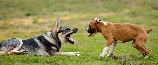 Urlaub mit mehreren Hunden macht richtig Spaß