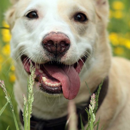 Alte Hunde benötigen andere Dinge als junge Hunde.