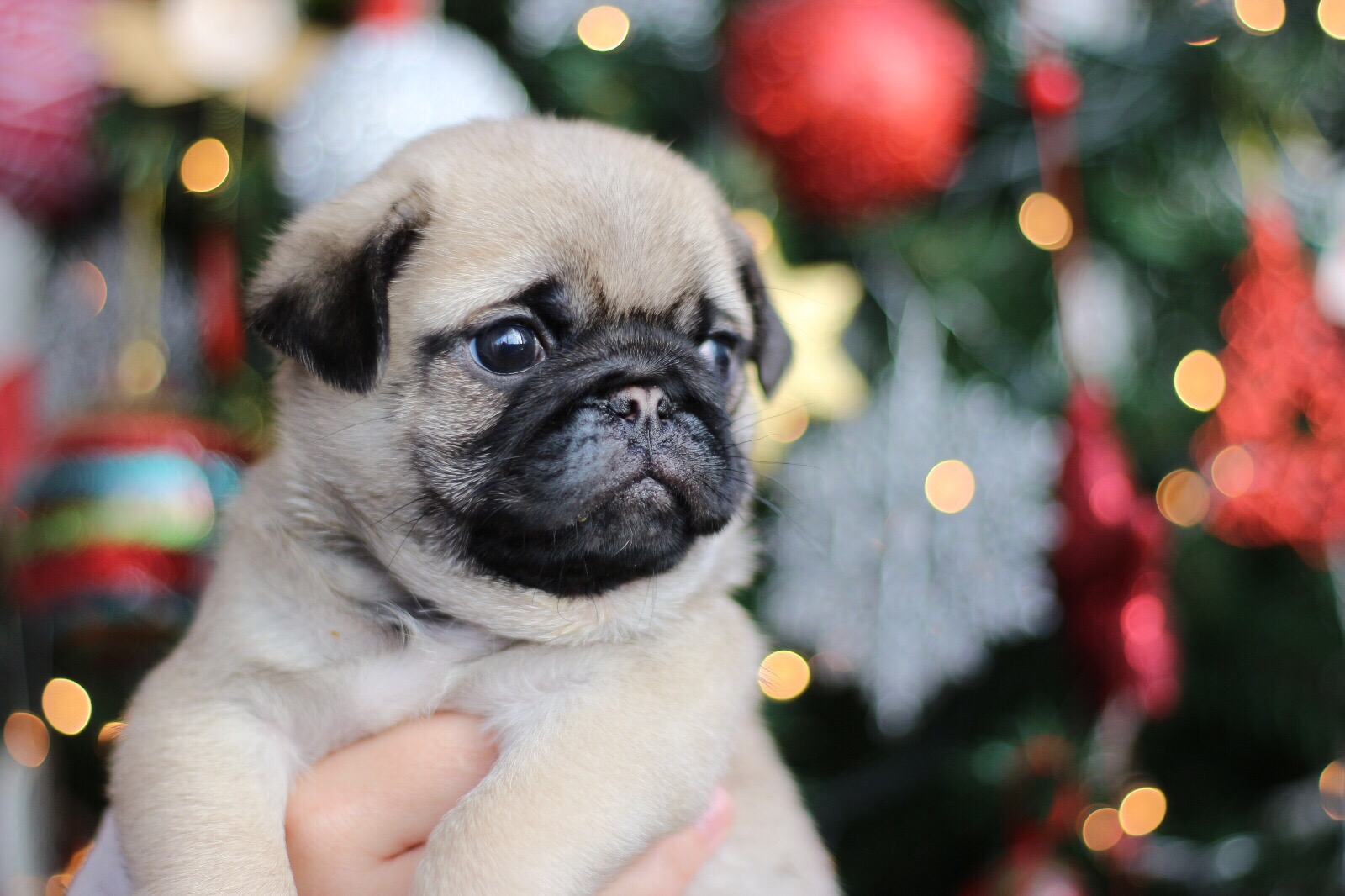ein hund ist kein weihnachtsgeschenk vawidoo