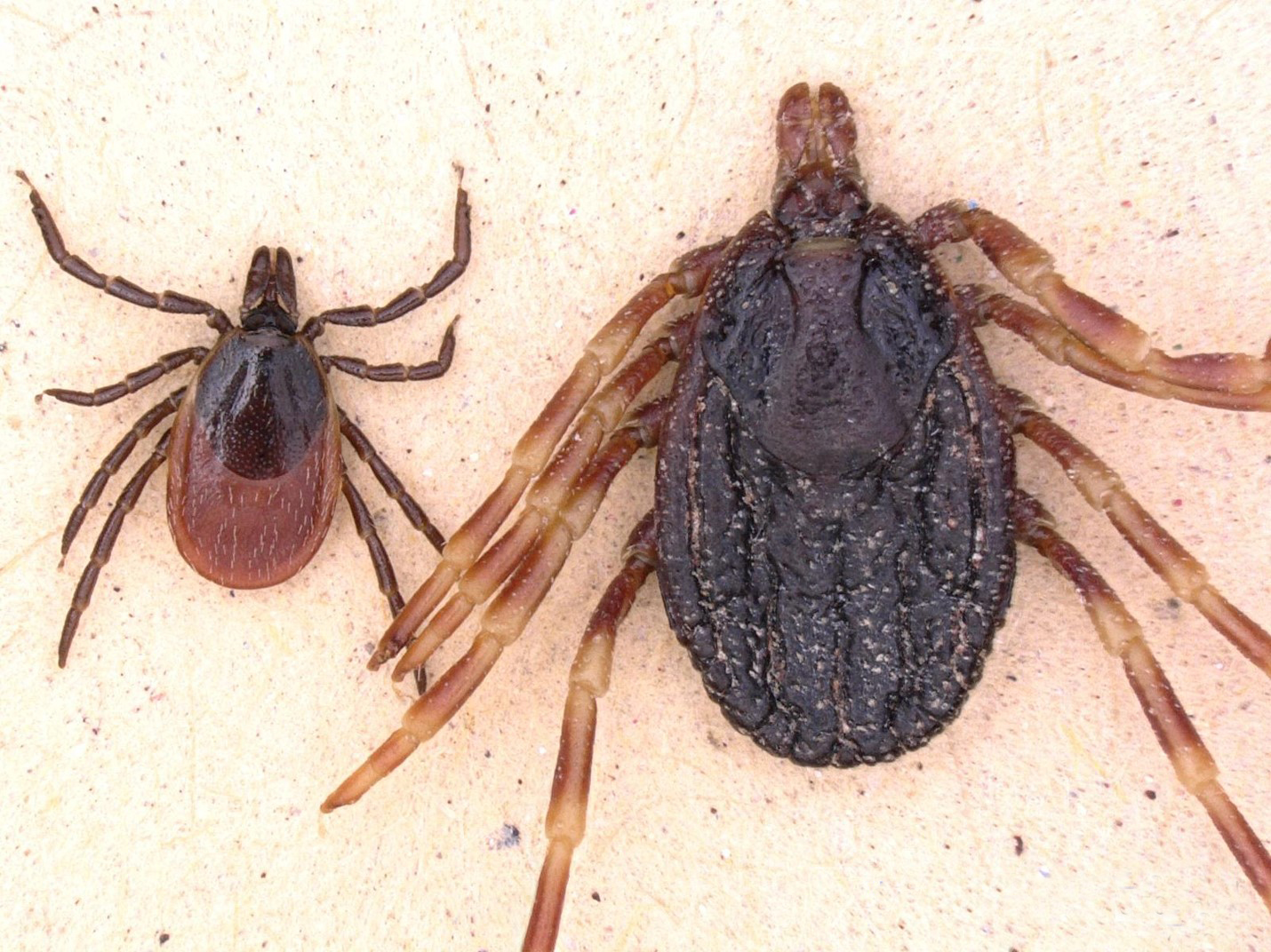 Hyalomma Zecke im Vergleich zum Gemeinen Holzbock Hyalomma Zecke im Verglich zum Gemeinen Holzbock
