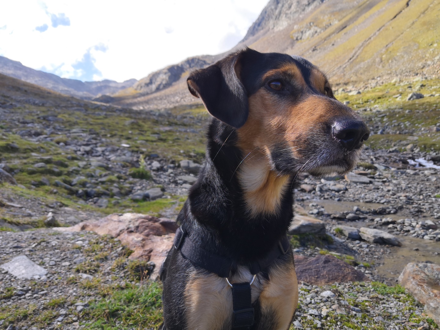 Wandern mit Hund auf dem Reschenpass