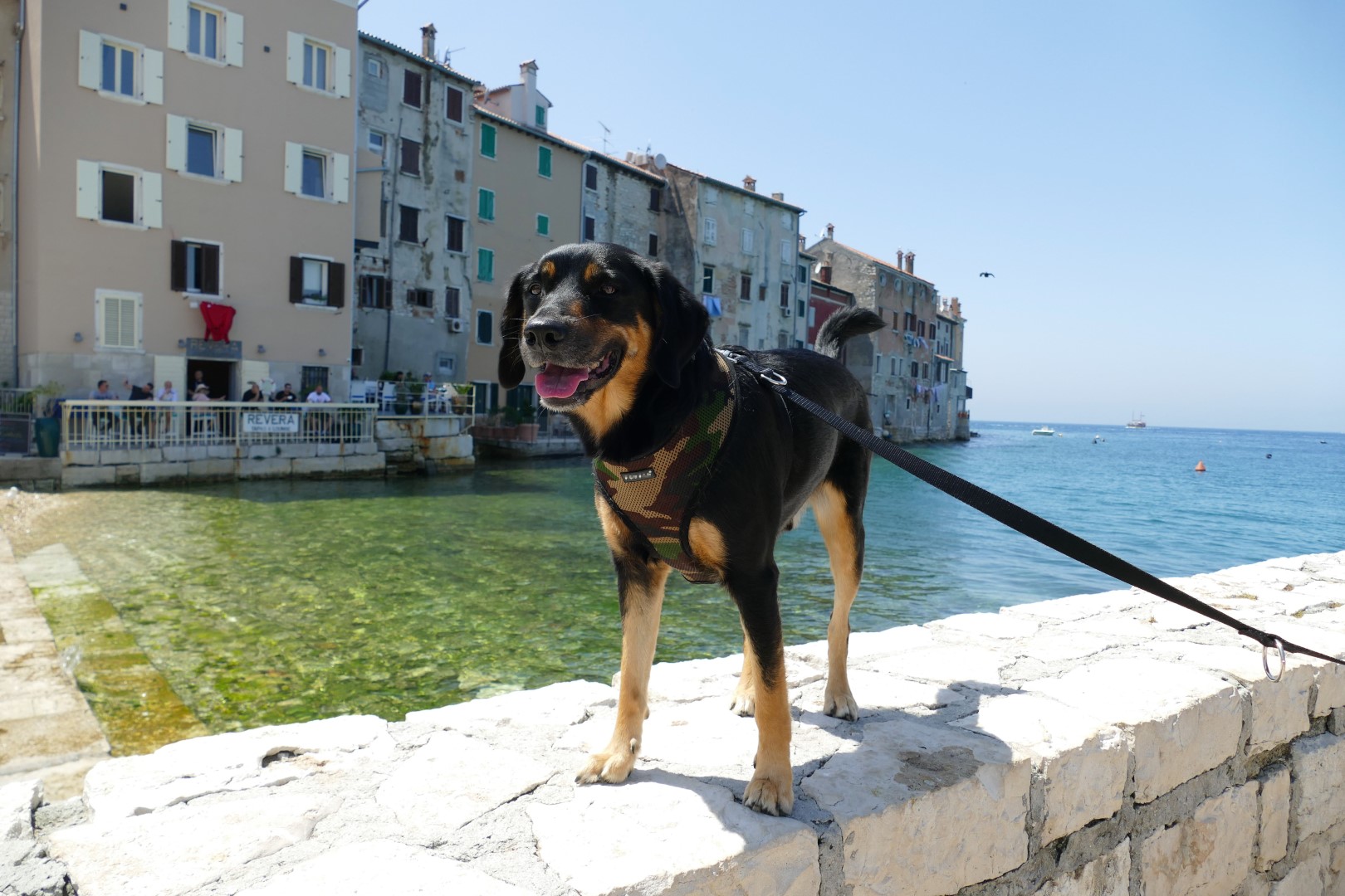 Ben erfreut sich an der Stadt Rovinj und dem Wasser Hund Ben in in der schönen Stadt Rovinj