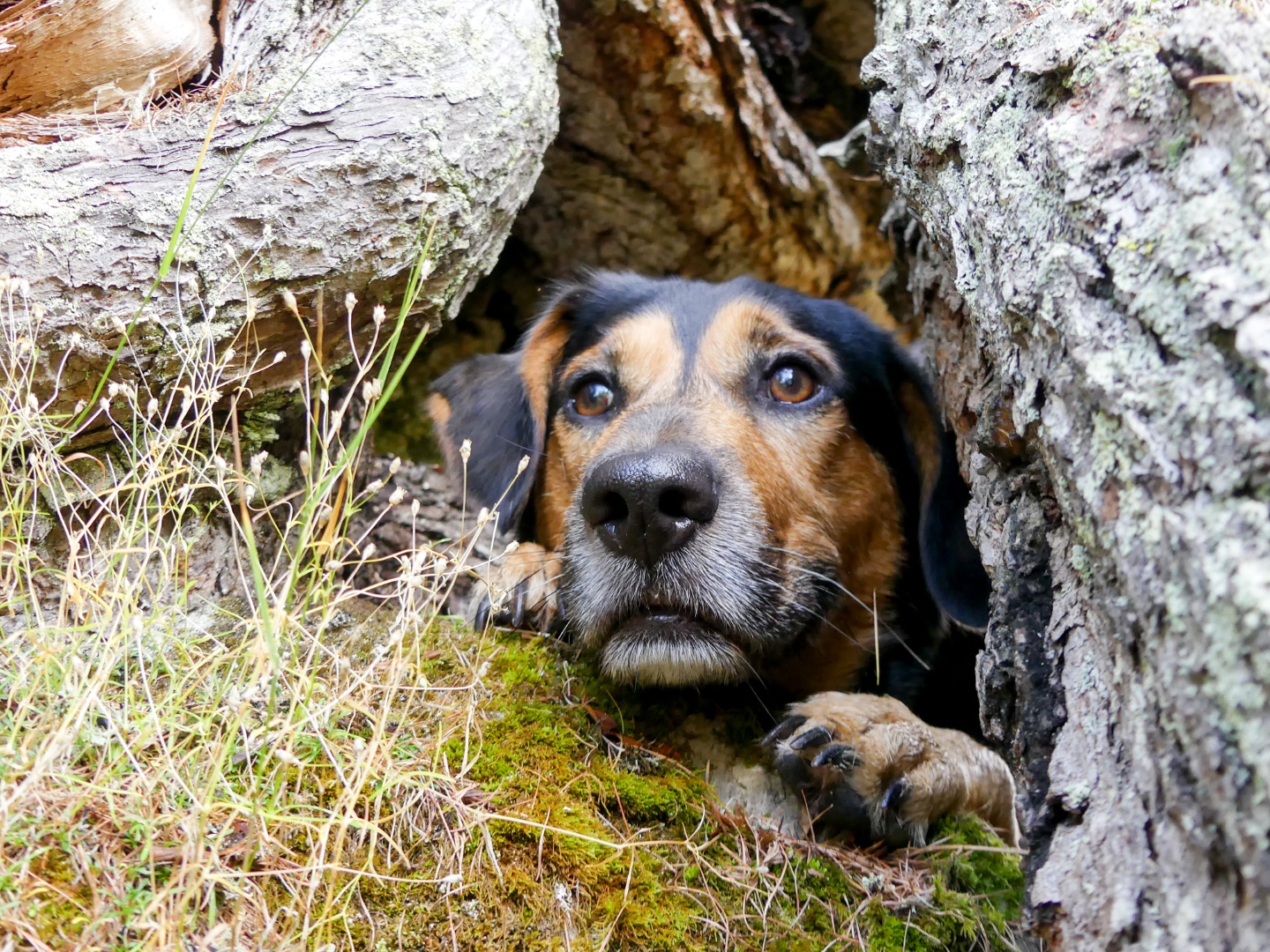 Wandern mit Hund in auf den Drei Zinnen