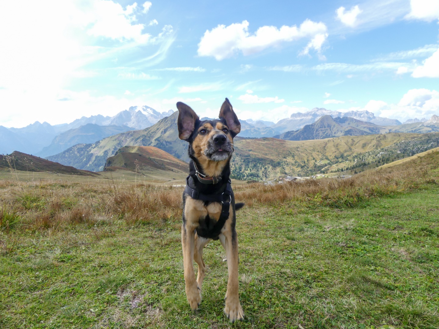 Wandern mit Hund in den Dolomiten