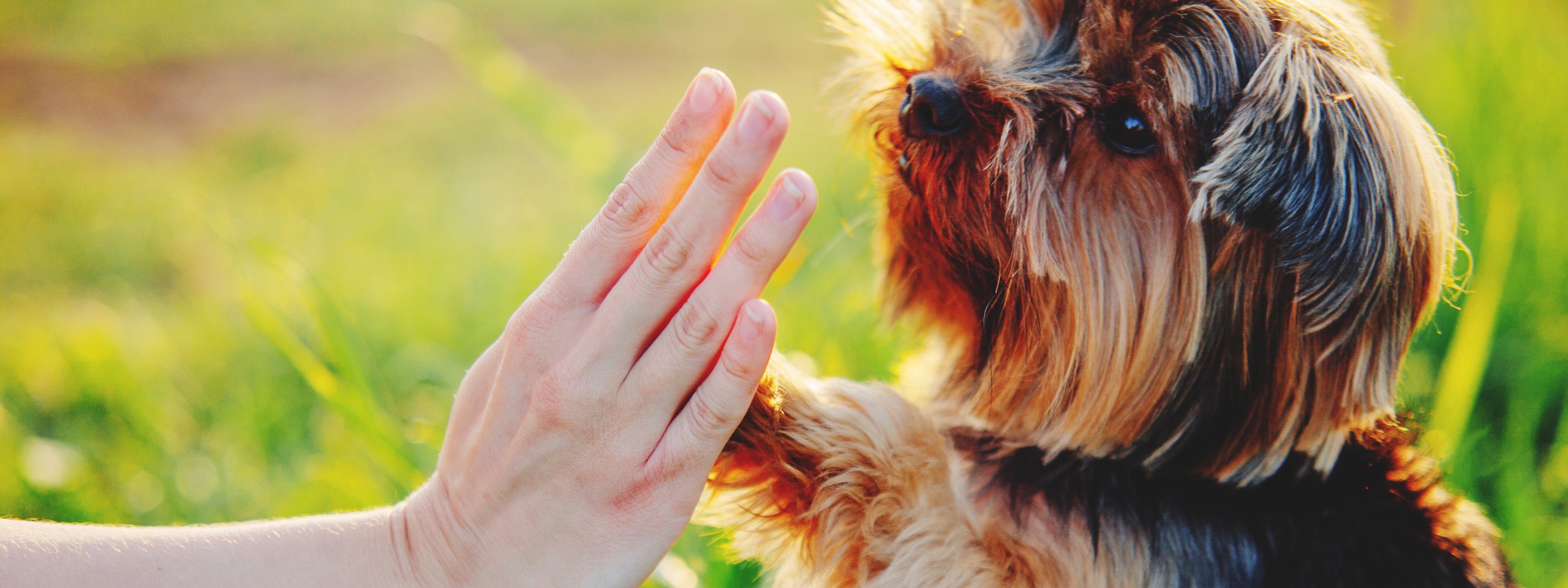 Urlaub mit Hund - Für alle Beteiligten eine gewinnbringende Nische