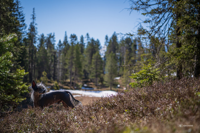 Urlaub mit Hund in Hochmoor in der Schweiz