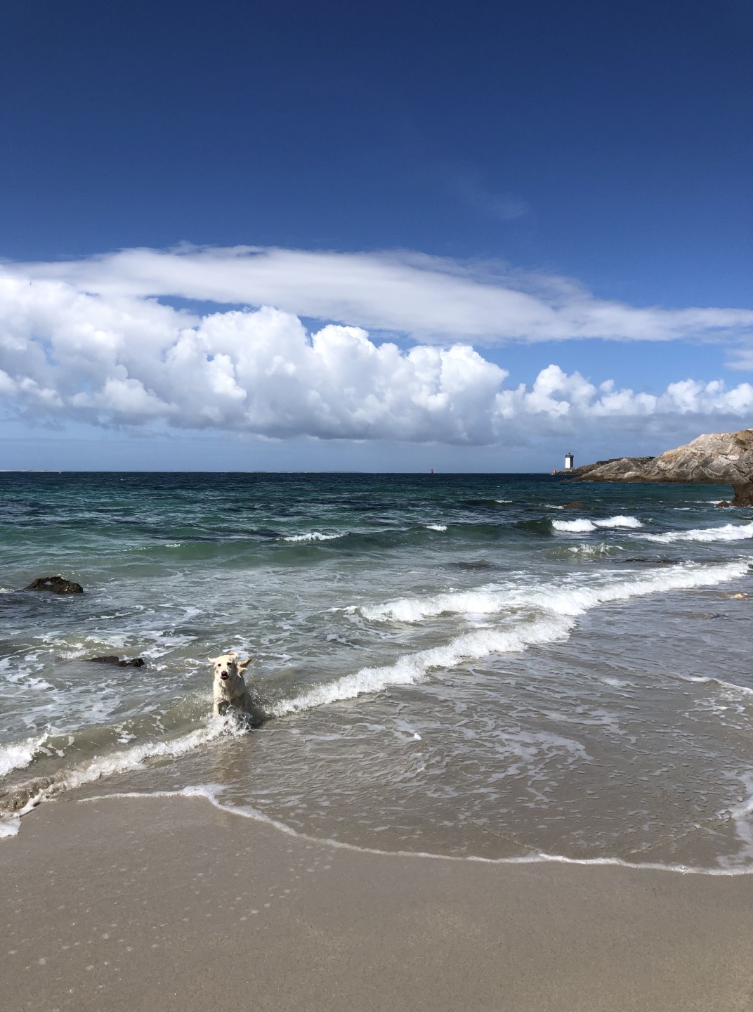 Bad im Meer in Le Conquet - Urlaub mit Hund in der Bretagne