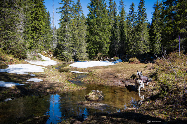 Urlaub mit Hund in der Schweiz in der Region Seefeld