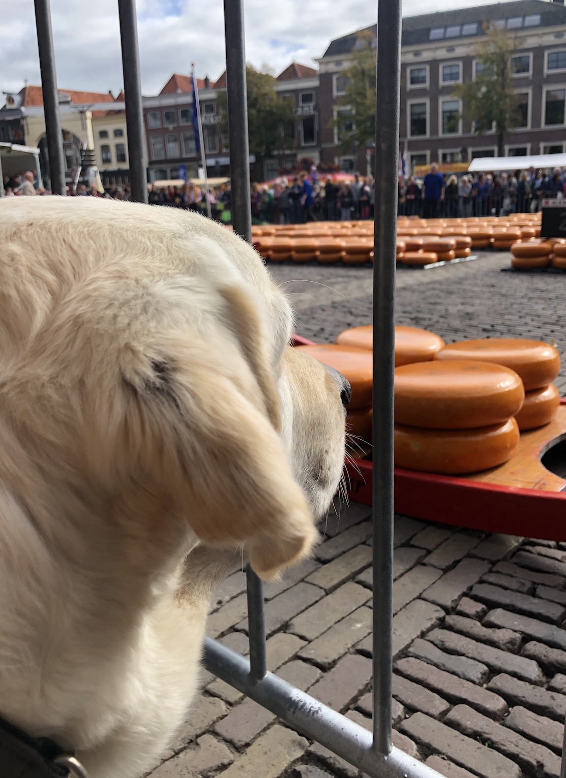 Labrador Karl-Uwe und der Käse
