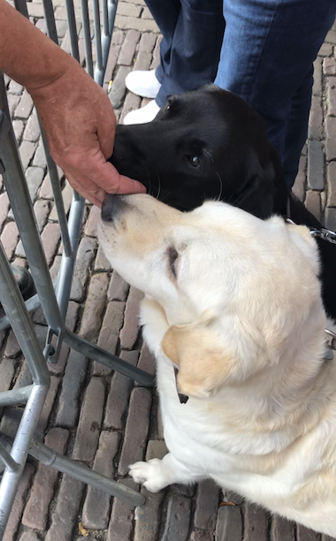 Larbradore bekommen Käsestückchen