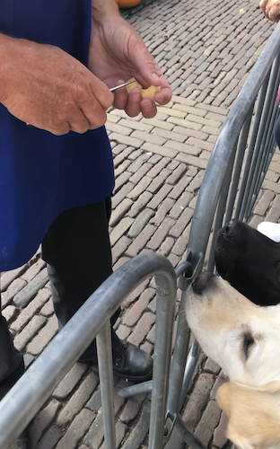 Labradore warten auf Käseleckerli