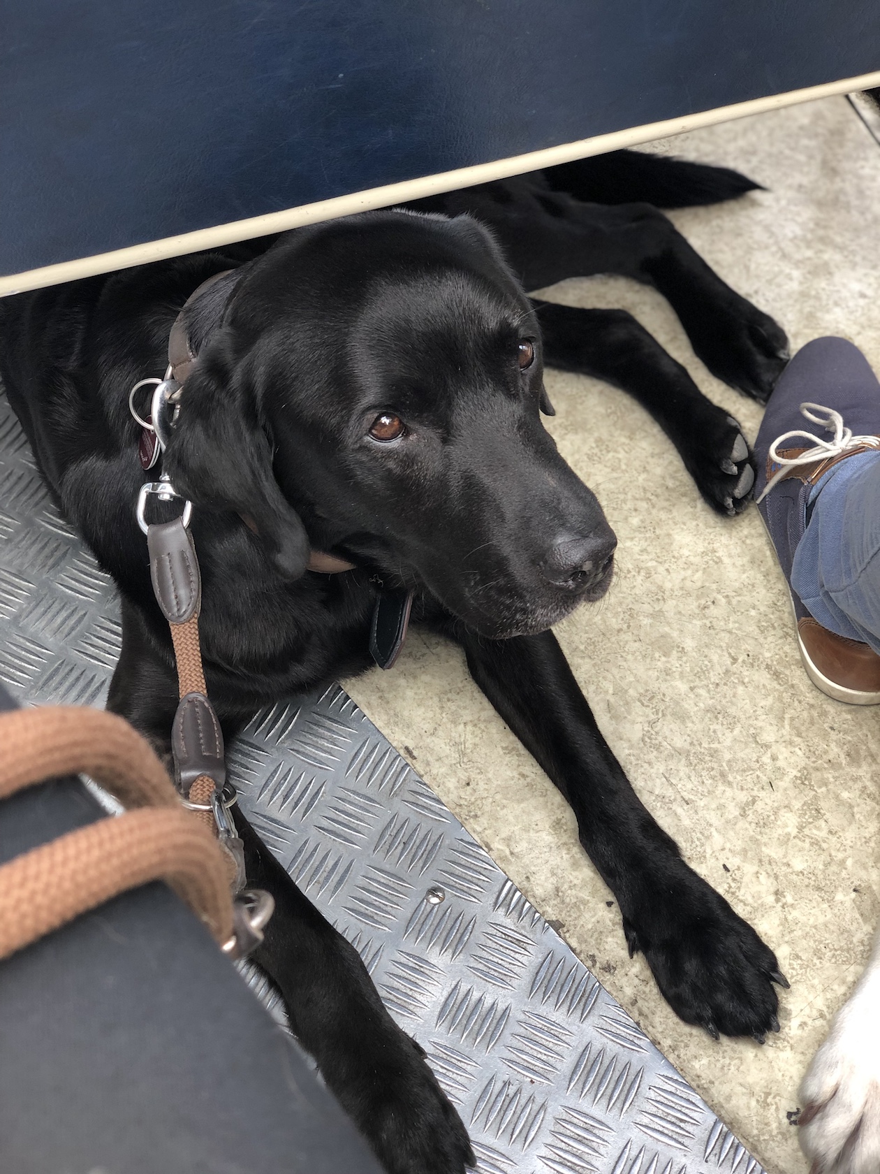 Labrador Paul in einer Gracht