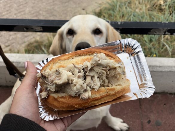 Hund und Fischbrötchen