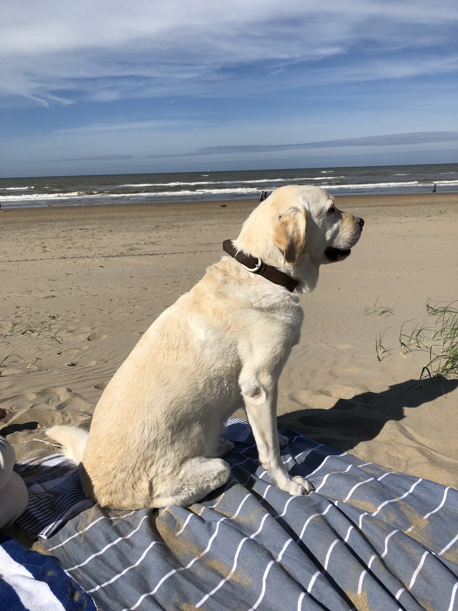 Labrador am Strand