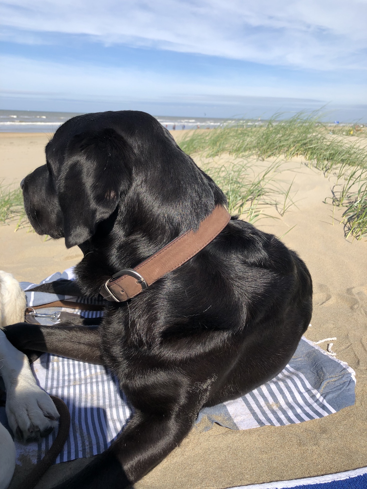 Schwarzer Labrador am Strand