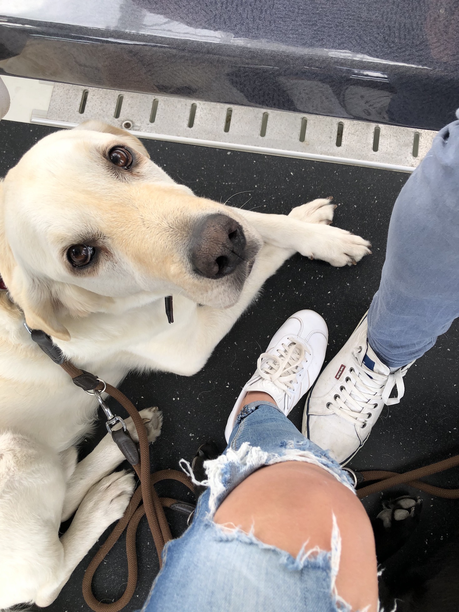Weißer Labrador im Riesenrad