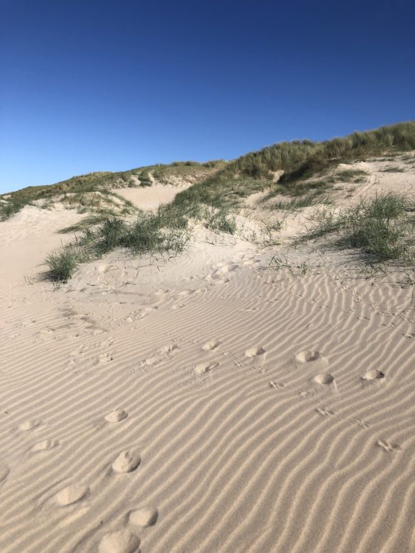 Düne in Noordwijk