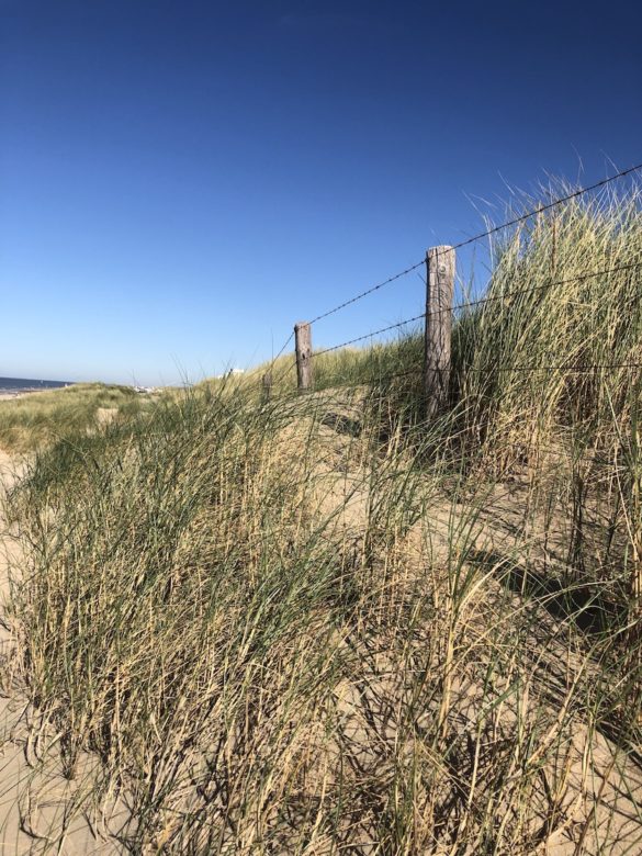 Düne in Noordwijk