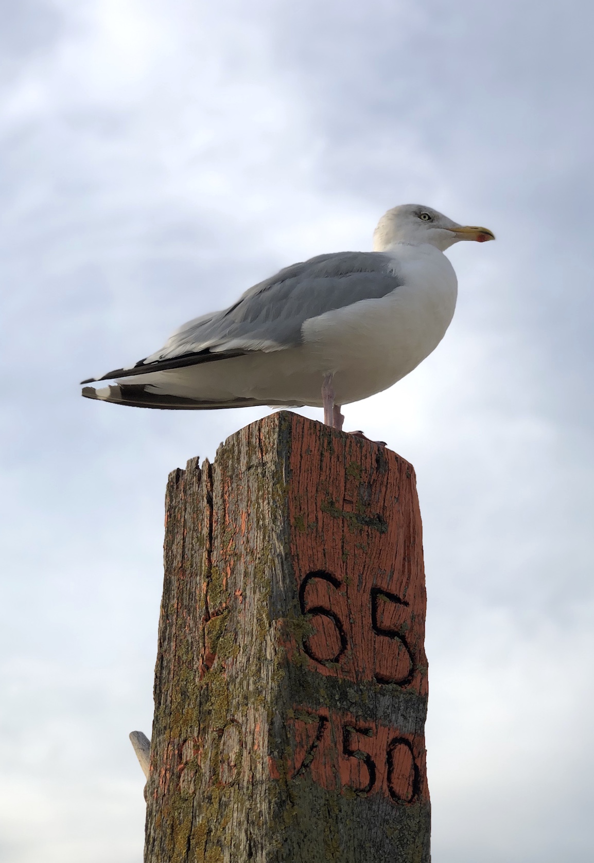 Möwe auf Holzpflock