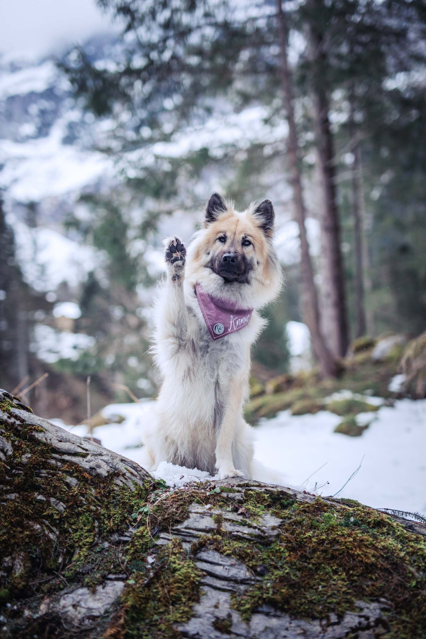 Eurasier hebt die Pfote