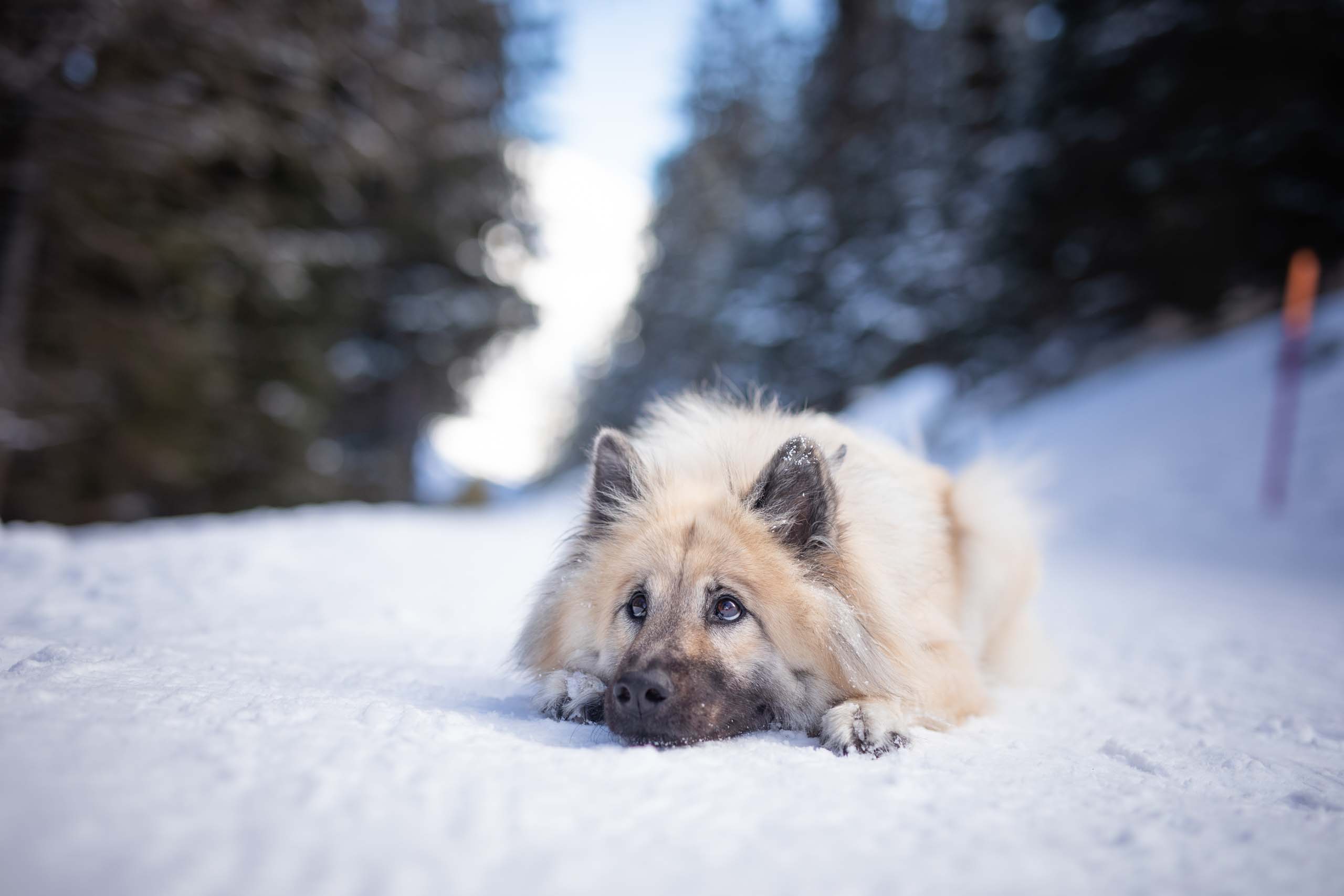Eurasier liegt flach im Schnee