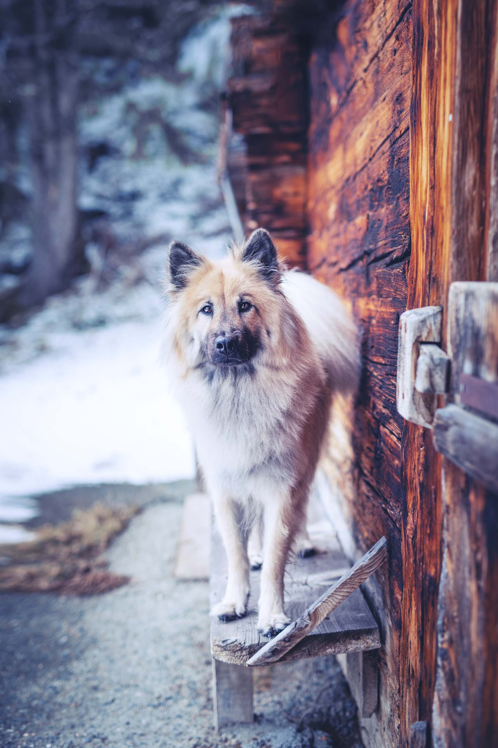 Eurasier auf einer Bank an Berghütte in Grindelwald