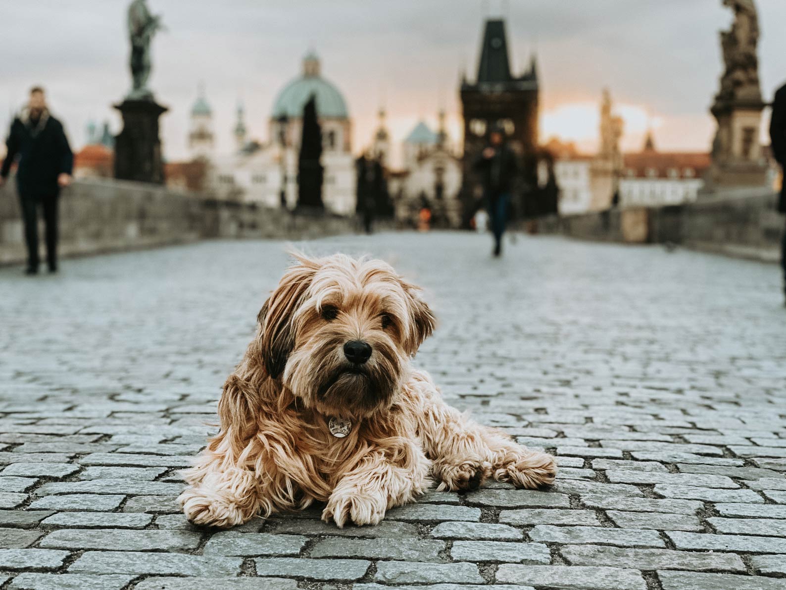 Tibetterrier auf der Karlsbrücke in Prag