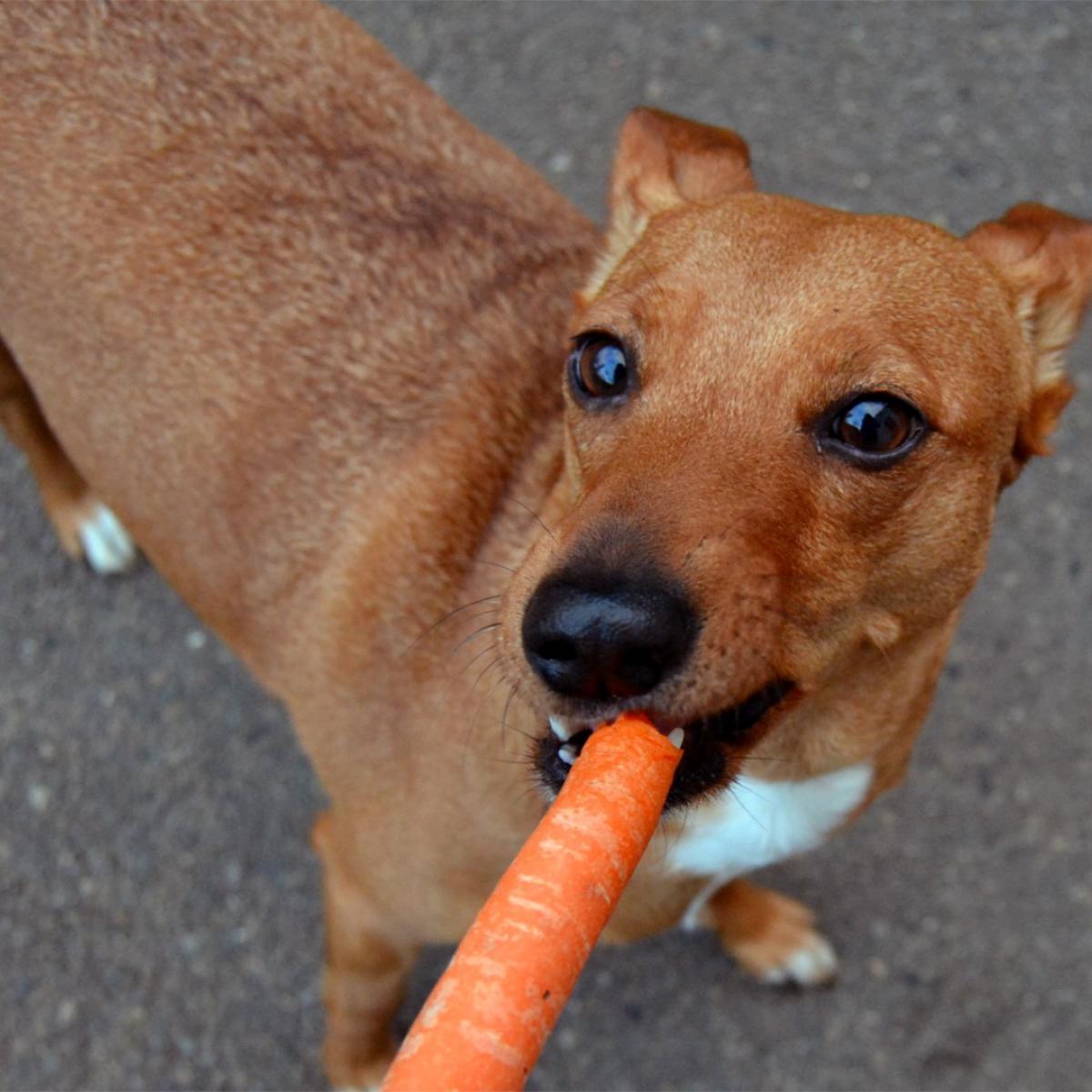 Mobel Inhofer Senden Hunde Erlaubt Test