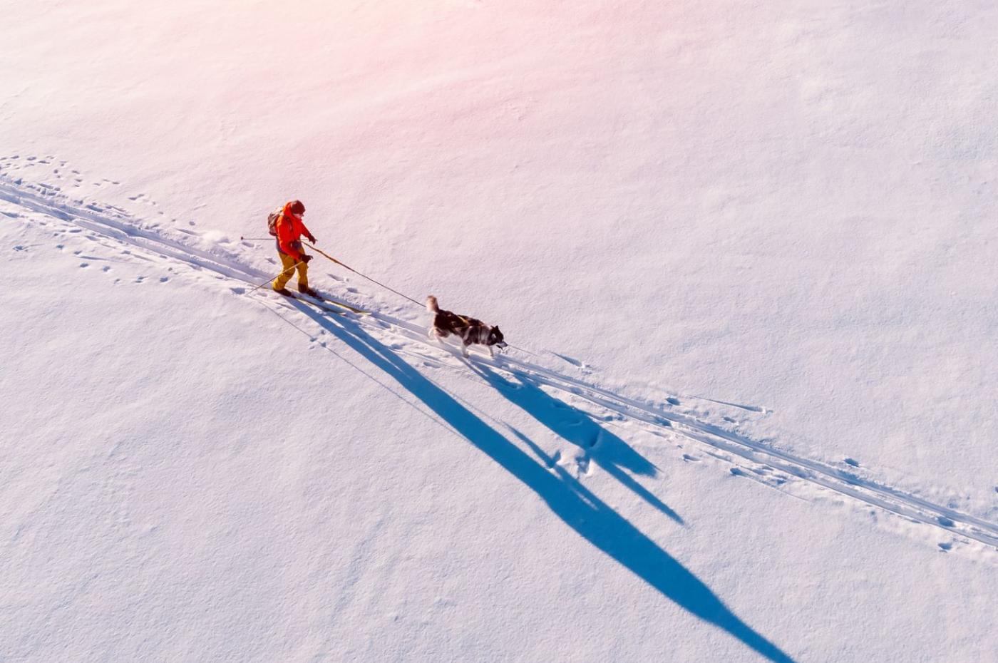 Viele Hunde lieben den gemeinsamen Sport, z.B. Langlauf