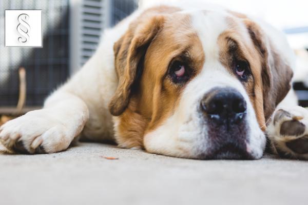 Leben mit Hund | vawidoo