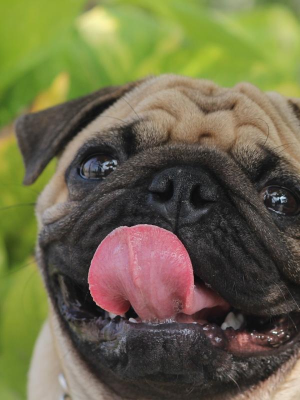 Hundegebell Larmstorung Vawidoo