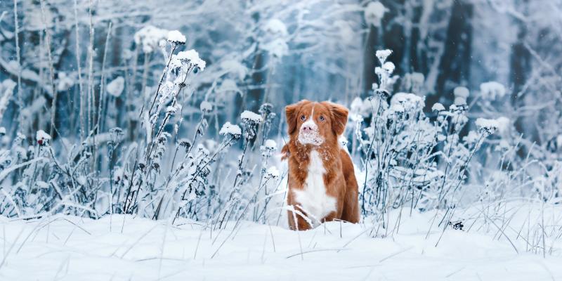 Schutz vor Schnee und Kälte