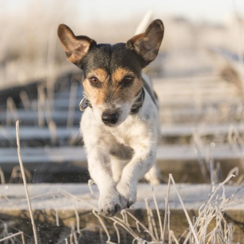 Mit dieser Checkliste bist Du für einen Bahnfahrt mit Hund bestens gerüstet