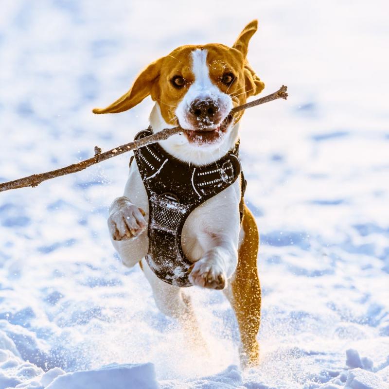 HUnd trägt Stöckchen im Schnee und ist glücklich im Winterurlaub.