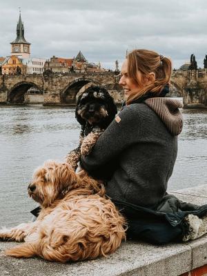 Krebs Bei Hunden Warum Es Immer Mehr Wird Vawidoo