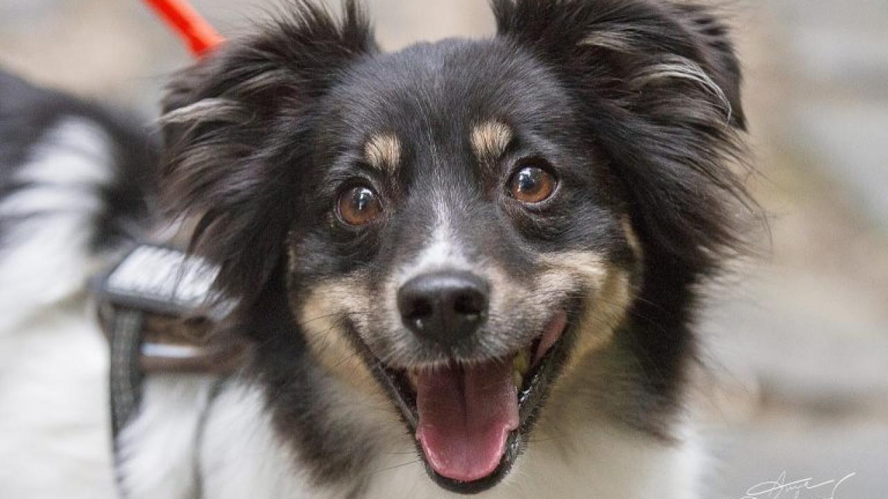 Bist Du Hundehalter oder Hundebesitzer?